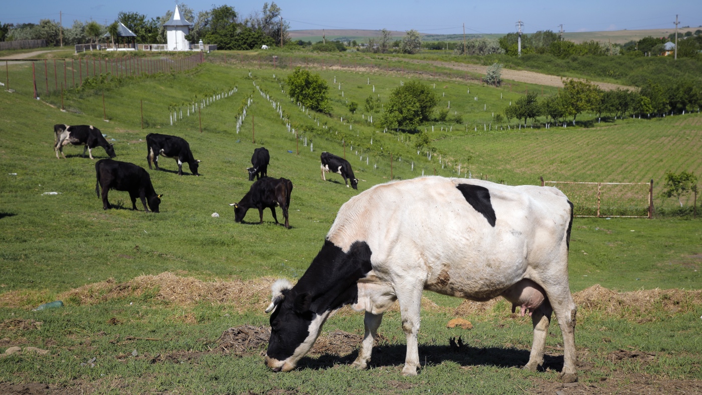 Vacas e porcos gasosos enfrentarão um imposto de carbono na Dinamarca, o primeiro país a fazê-lo